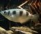 Archerfish is able to recognize human faces