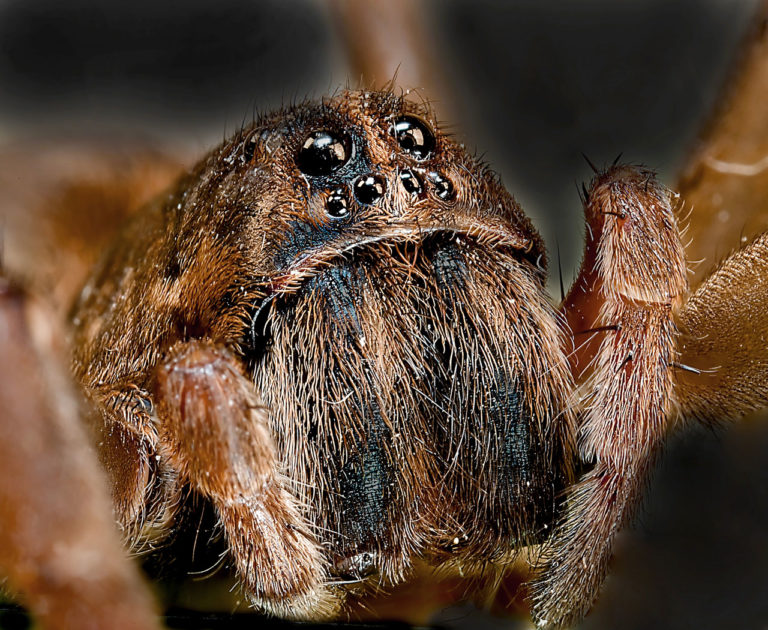 WOLF SPIDER VS BLACK WIDOW - PONDERWALL