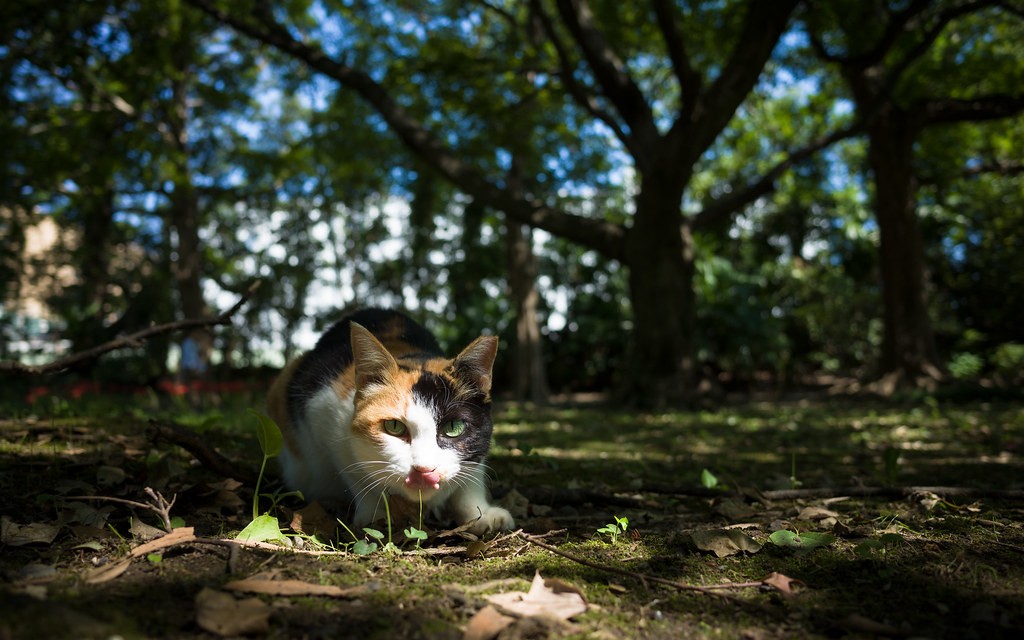 urban forest cat