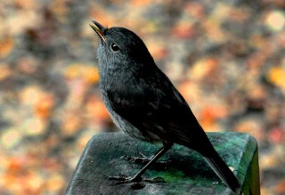 new zealand robin