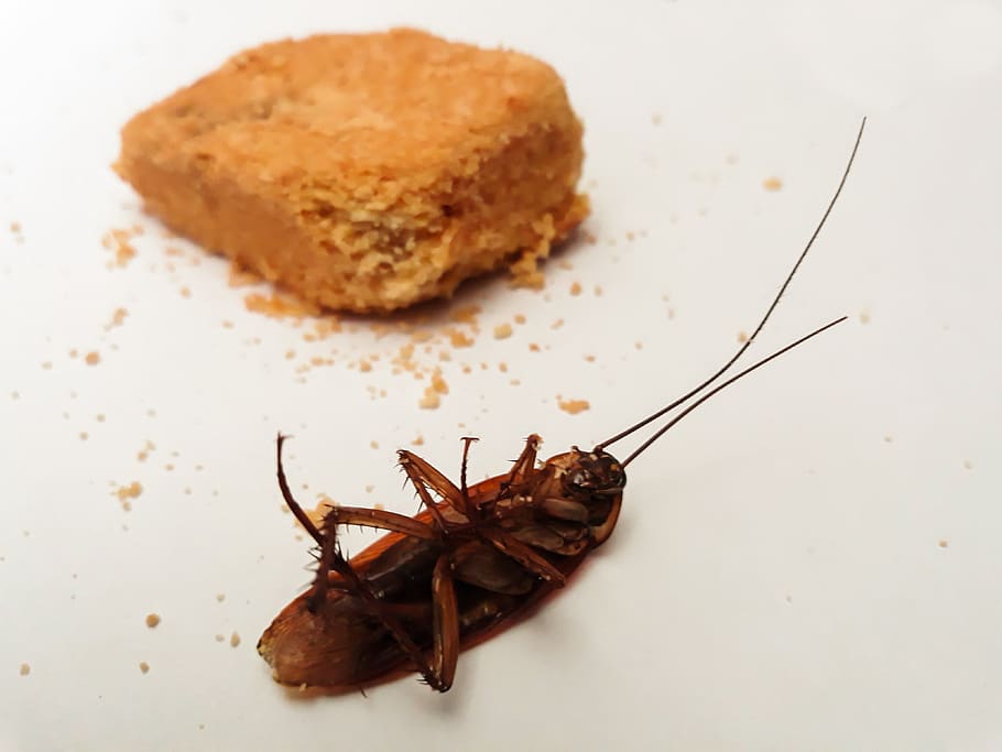 cockroach in food