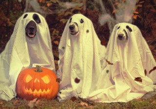 Halloween Pet Costumes Cost Americans $500 Million Per Year