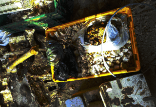 czech exotic animals remains