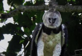 harpy eagle