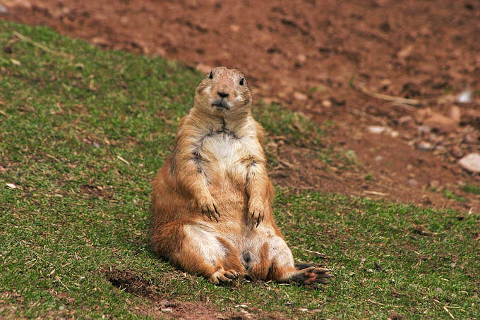 Beaver sitting on grass