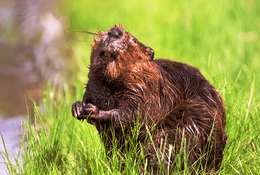 Beaver Species - Facts & Geography
