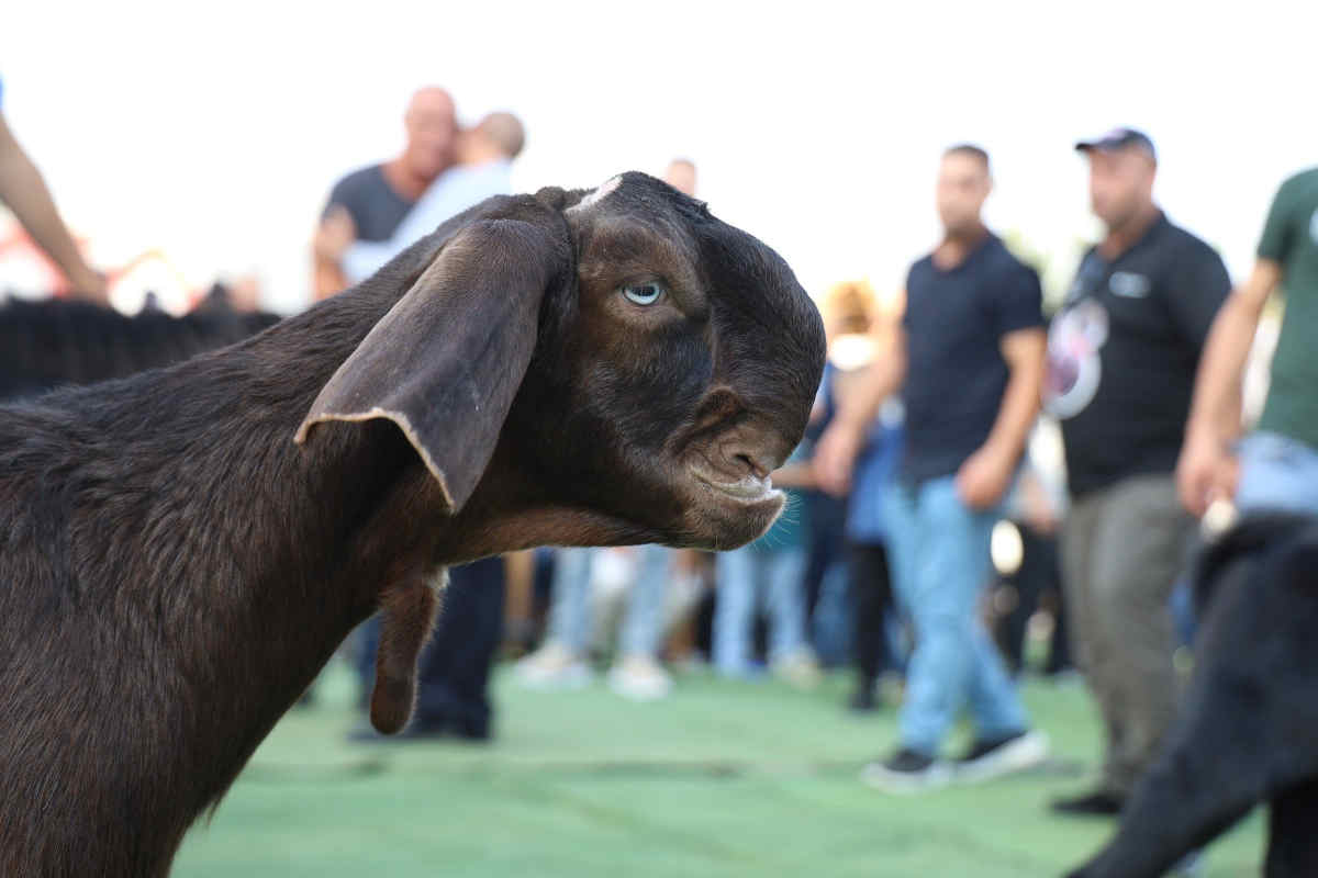 damascus goat