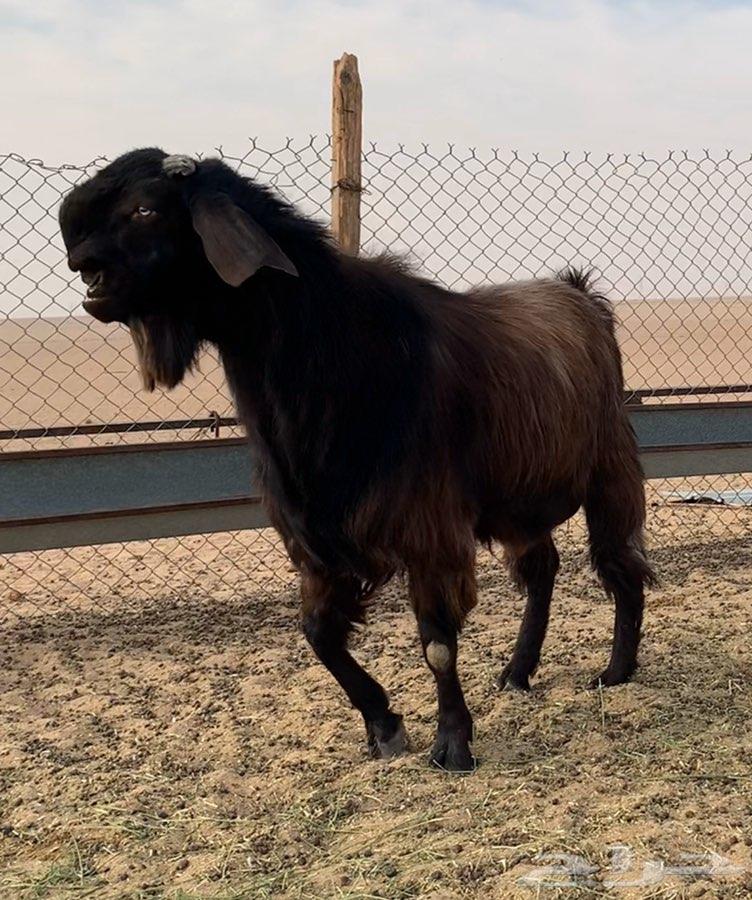 How Damascus Goat Drifted Away From Its Species