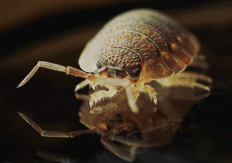 bed bugs