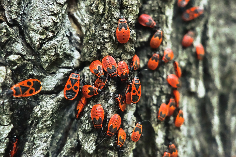 insects