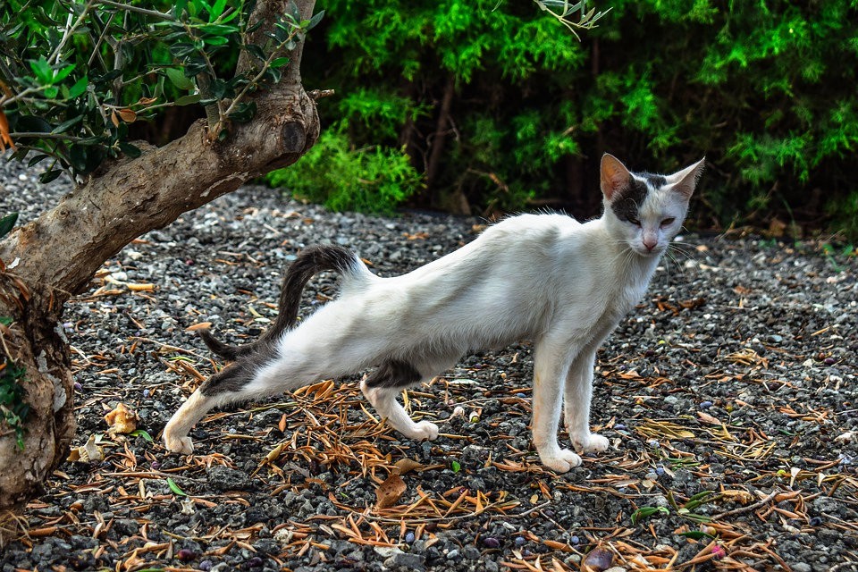 Cat is a carnivore animal that may turn vegetarian anytime