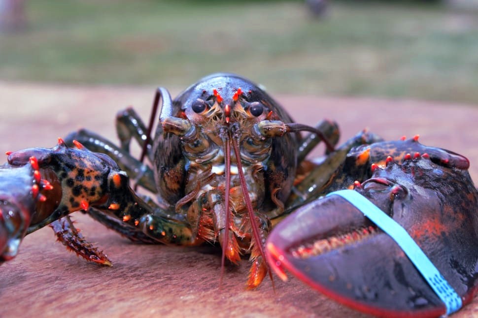 Lobsters do feel pain