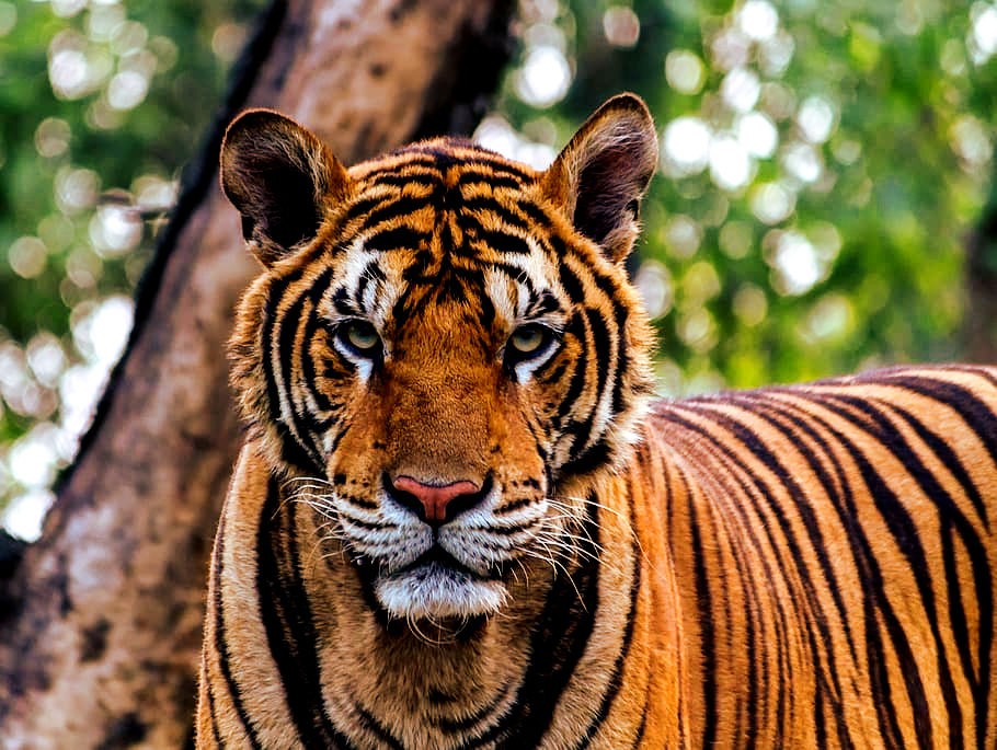 Captive Tiger