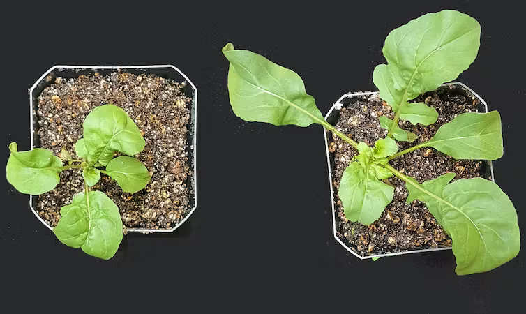 How to grow plants faster using Ethylene