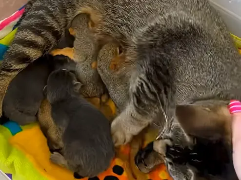 cat adopts squirrels